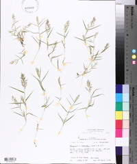 Eragrostis hypnoides image