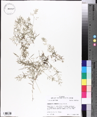 Eragrostis hypnoides image