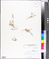 Eragrostis hypnoides image