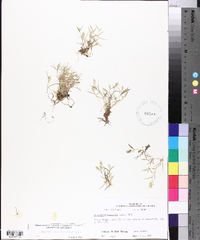 Eragrostis hypnoides image