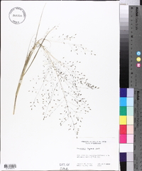 Eragrostis lugens image