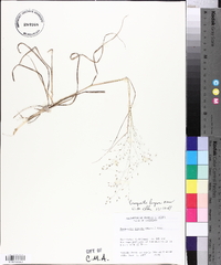 Eragrostis lugens image