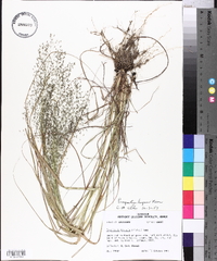 Eragrostis lugens image