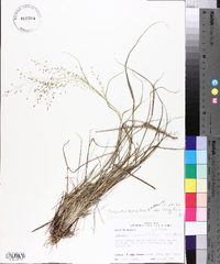 Eragrostis lugens image