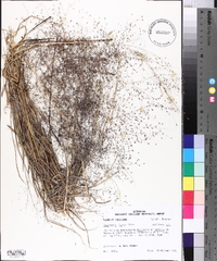 Eragrostis lugens image