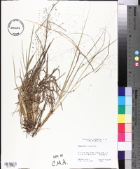 Eragrostis lugens image