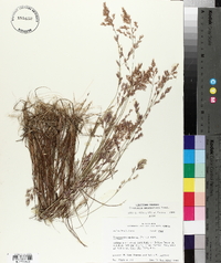 Eragrostis secundiflora image