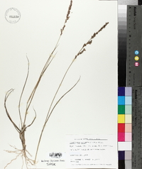 Eragrostis secundiflora image