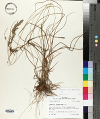 Eragrostis secundiflora image