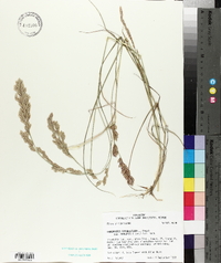 Eragrostis secundiflora image