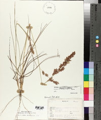 Eragrostis secundiflora image