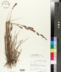 Eragrostis secundiflora image