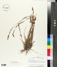 Eragrostis secundiflora image