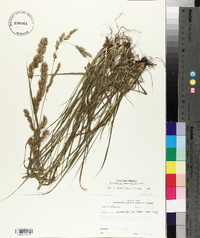 Eragrostis secundiflora image