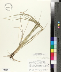 Eragrostis secundiflora image