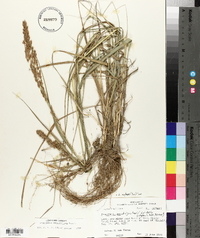 Eragrostis secundiflora image