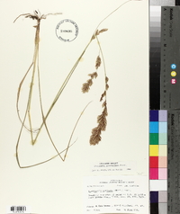 Eragrostis secundiflora image