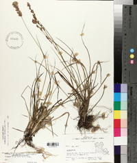 Eragrostis secundiflora image