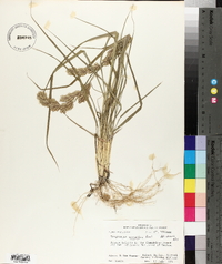 Eragrostis secundiflora image