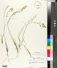 Eragrostis secundiflora image