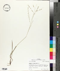 Eragrostis secundiflora image