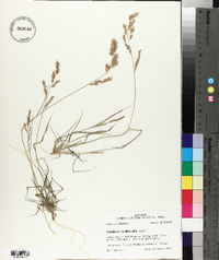 Eragrostis secundiflora image