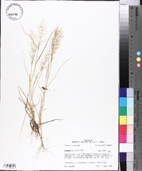 Eragrostis minor image