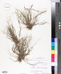 Eragrostis pilosa image