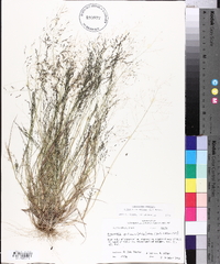 Eragrostis pilosa image