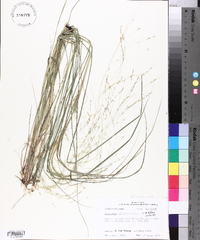 Eragrostis refracta image