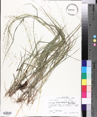 Eragrostis refracta image