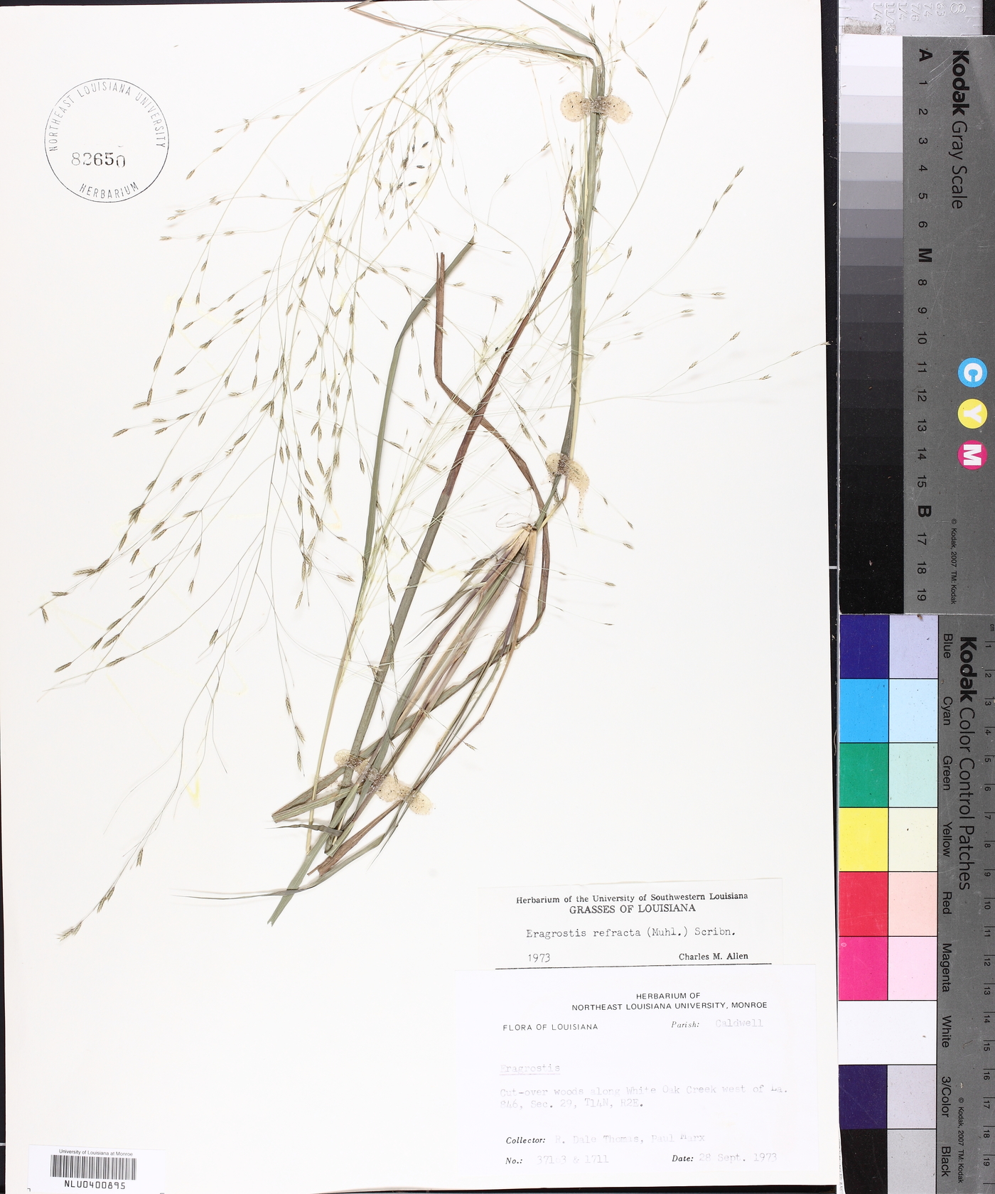 Eragrostis refracta image