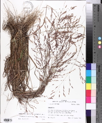 Eragrostis refracta image