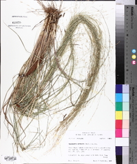 Eragrostis refracta image