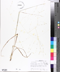 Eragrostis refracta image