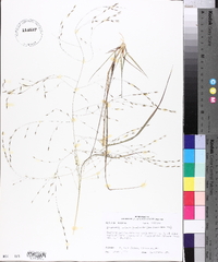 Eragrostis refracta image