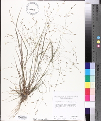 Eragrostis refracta image