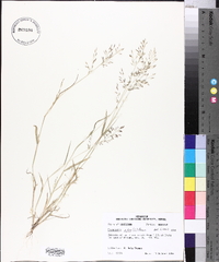 Eragrostis pilosa image