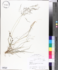 Eragrostis pilosa image