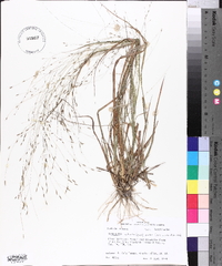 Eragrostis refracta image