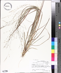 Eragrostis refracta image