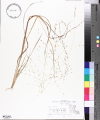 Eragrostis refracta image