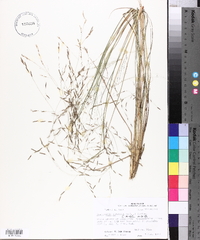 Eragrostis refracta image