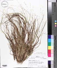 Eragrostis refracta image