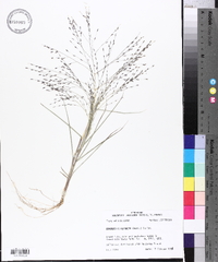 Eragrostis refracta image