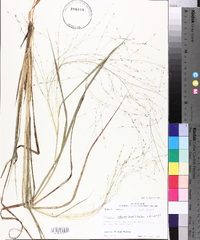 Eragrostis refracta image