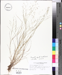 Eragrostis refracta image