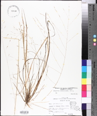 Eragrostis refracta image