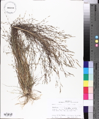 Eragrostis refracta image