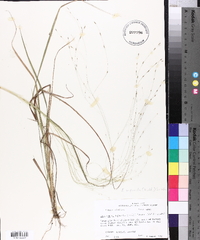 Eragrostis refracta image